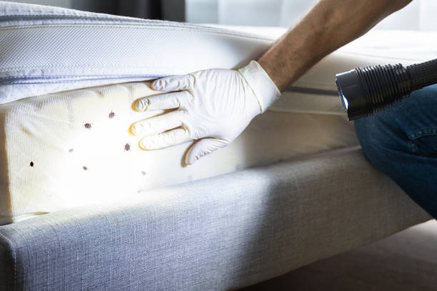 Best Flea Control Services  in Morgandale, OH