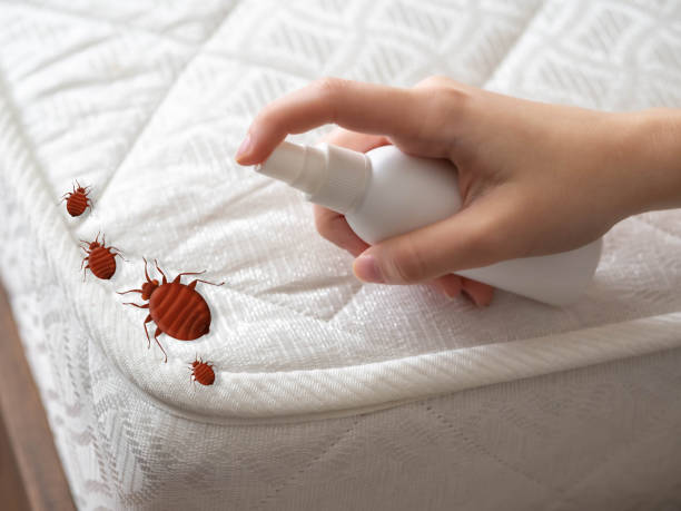 Wasp Removal Services in Morgandale, OH