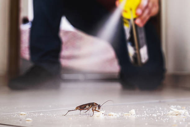 Best Pest Control Near Me  in Morgandale, OH